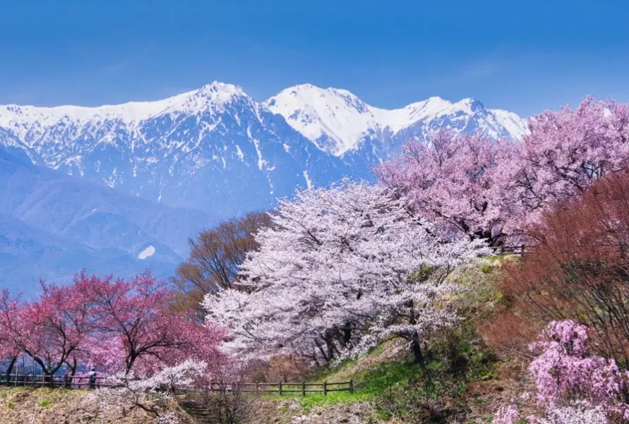 長野櫻花 開花預測 長野櫻花 開花預測