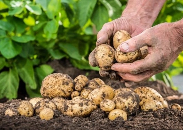 家庭種植馬鈴薯