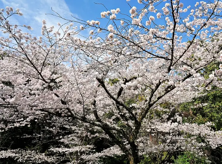 南禪寺交通 南禪寺交通