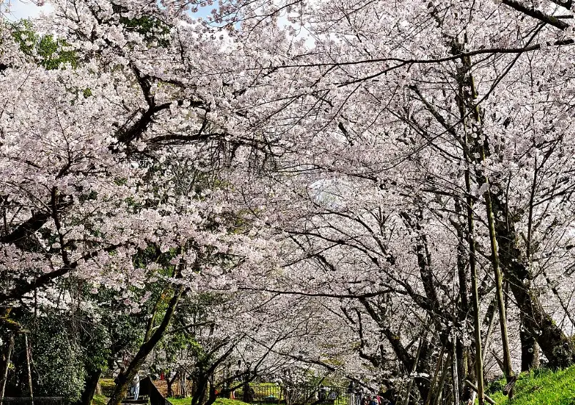 南禪寺賞櫻 南禪寺賞櫻