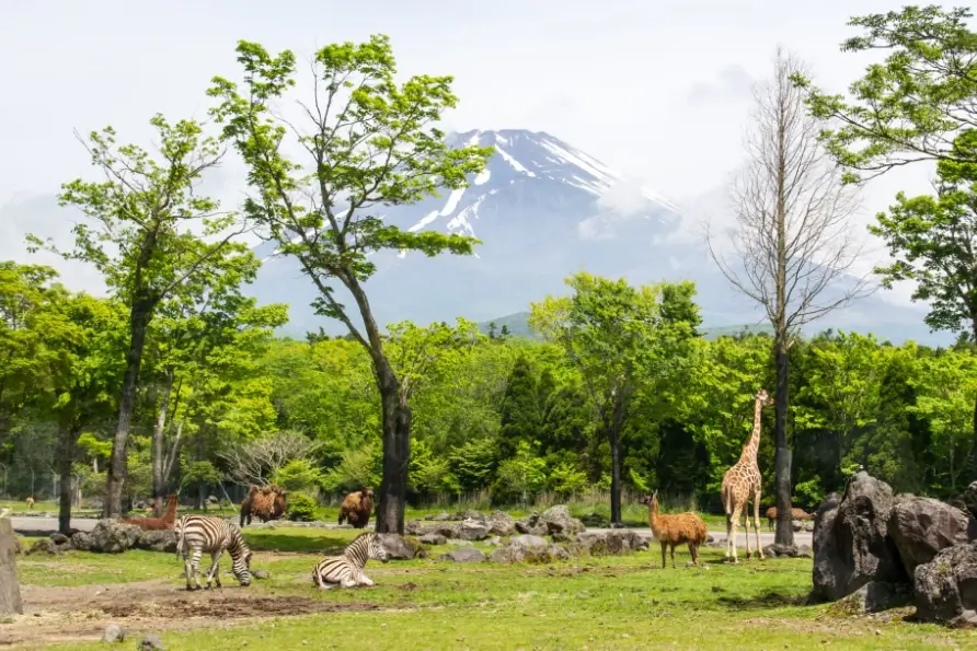 富士山一日遊