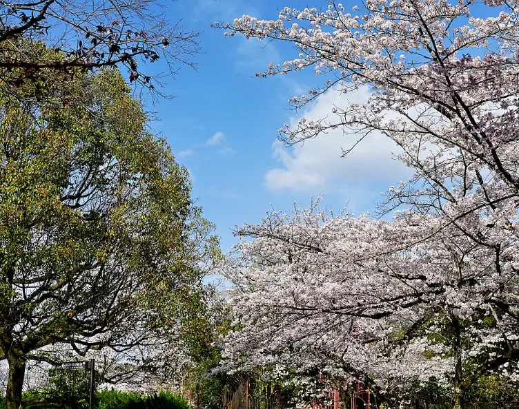 南禪寺櫻花攻略｜賞櫻秘境、交通花期全解析，避開人潮這樣玩