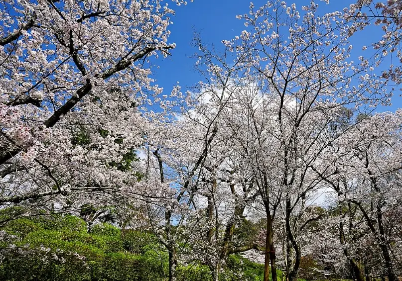 南禪寺賞櫻 南禪寺賞櫻