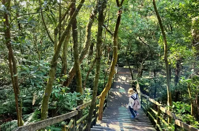大崙頭森林步道