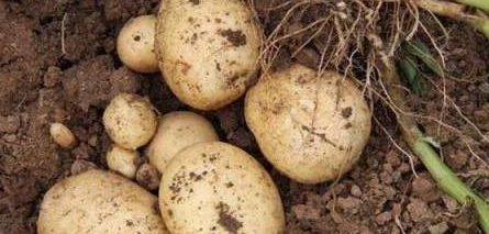 家庭種植馬鈴薯