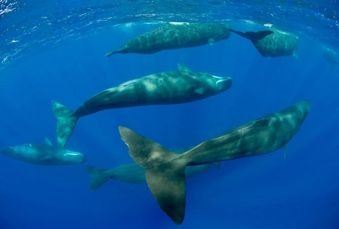 花蓮抹香鯨潛水