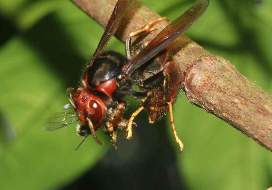 虎頭蜂天敵 虎頭蜂天敵