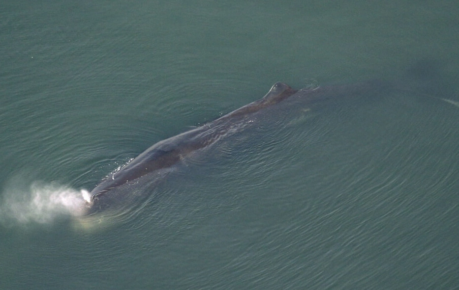 鯨魚可以潛多深