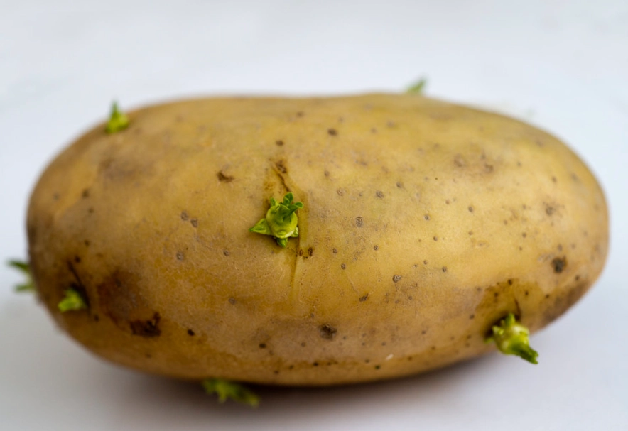 馬鈴薯發芽 馬鈴薯發芽
