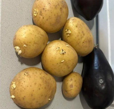 發芽馬鈴薯處理 發芽馬鈴薯處理