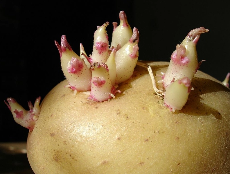 龍葵鹼中毒 龍葵鹼中毒