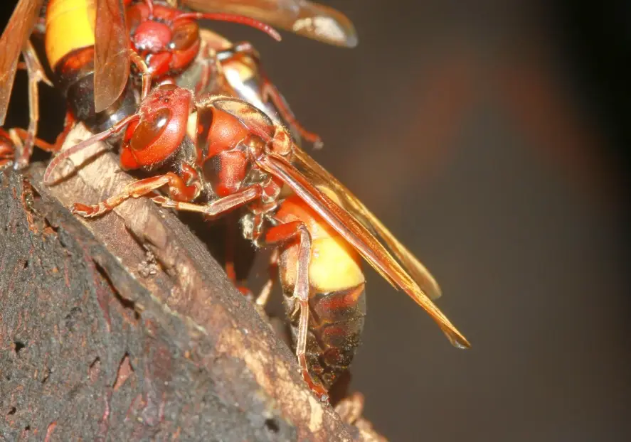 防虎頭蜂 防虎頭蜂