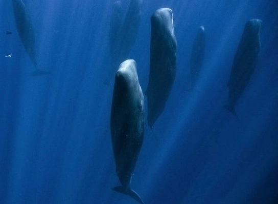 台灣抹香鯨潛水全攻略：一生必遊的深海震撼體驗