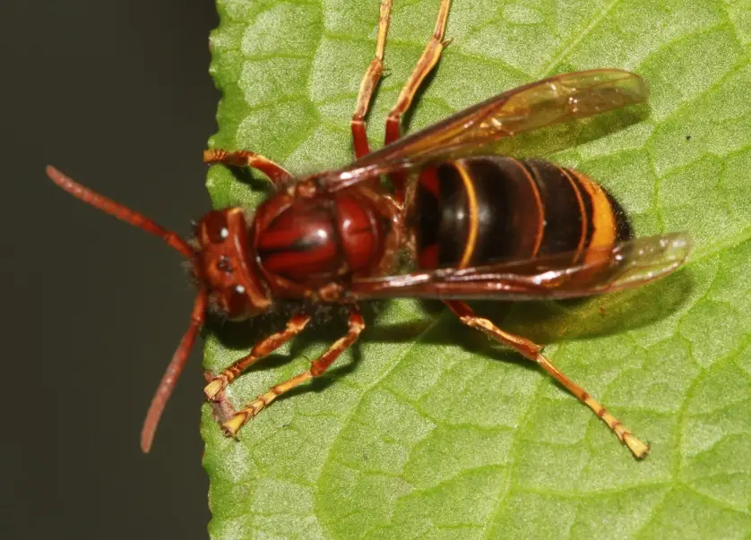 虎頭蜂天敵 虎頭蜂天敵