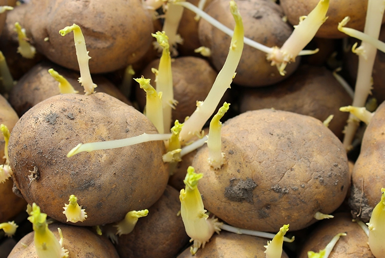 馬鈴薯發芽 馬鈴薯發芽
