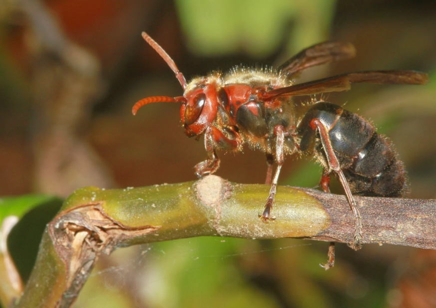 虎頭蜂天敵 虎頭蜂天敵