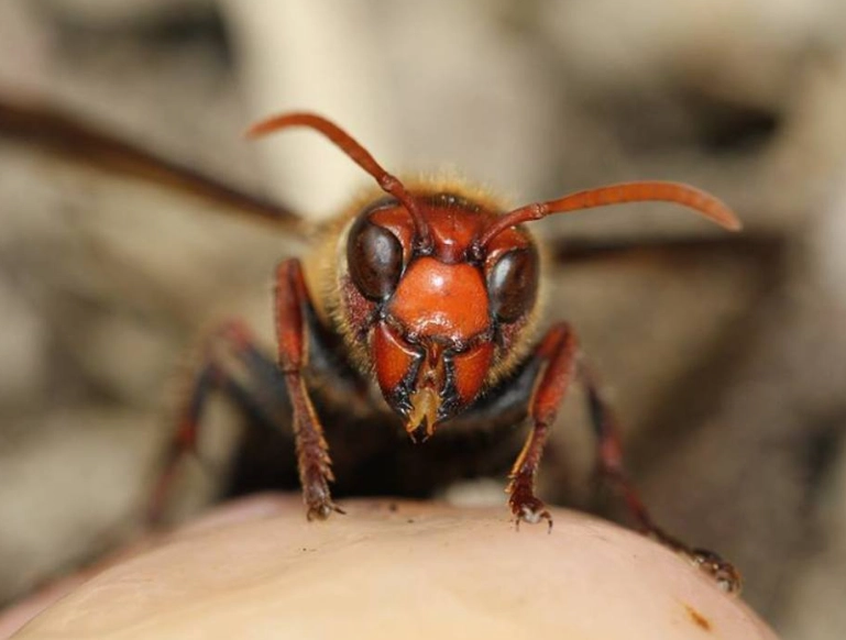 防虎頭蜂 防虎頭蜂