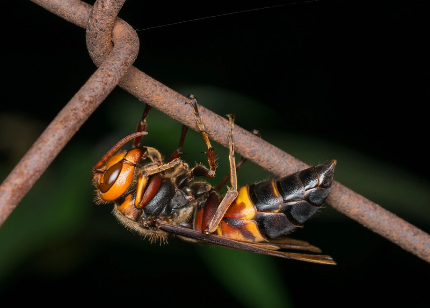 防虎頭蜂 防虎頭蜂