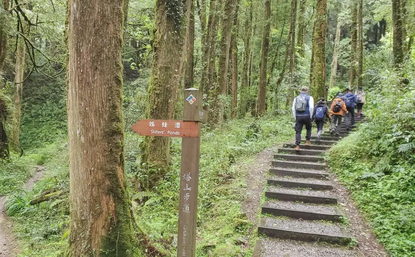 阿里山塔山步道攻略：探訪秘境觀景台、交通與新手必讀指南
