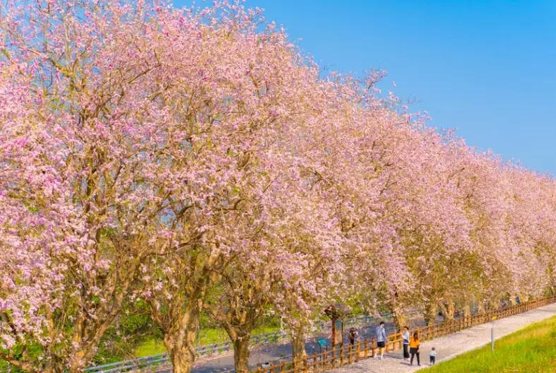 台南賞櫻