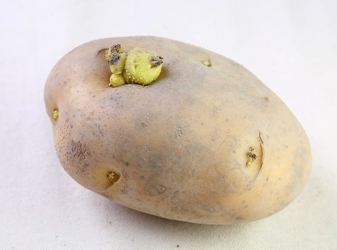 發芽馬鈴薯處理 發芽馬鈴薯處理