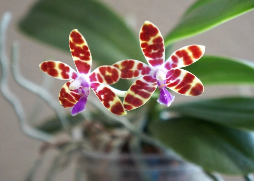 蘭花氣根修剪 蘭花氣根修剪