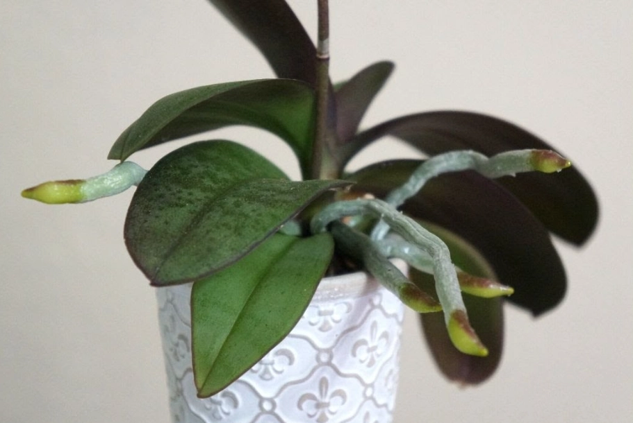 氣根可以剪嗎 氣根可以剪嗎