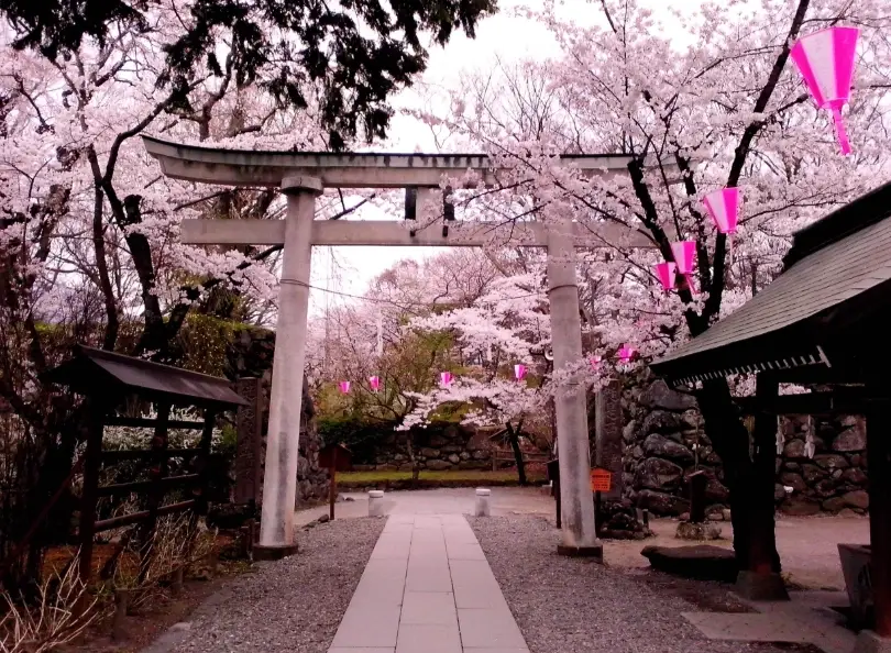 櫻花預測 櫻花預測