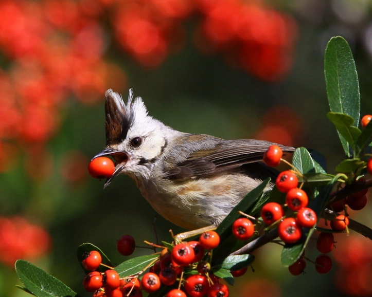 觀霧國家森林遊樂區