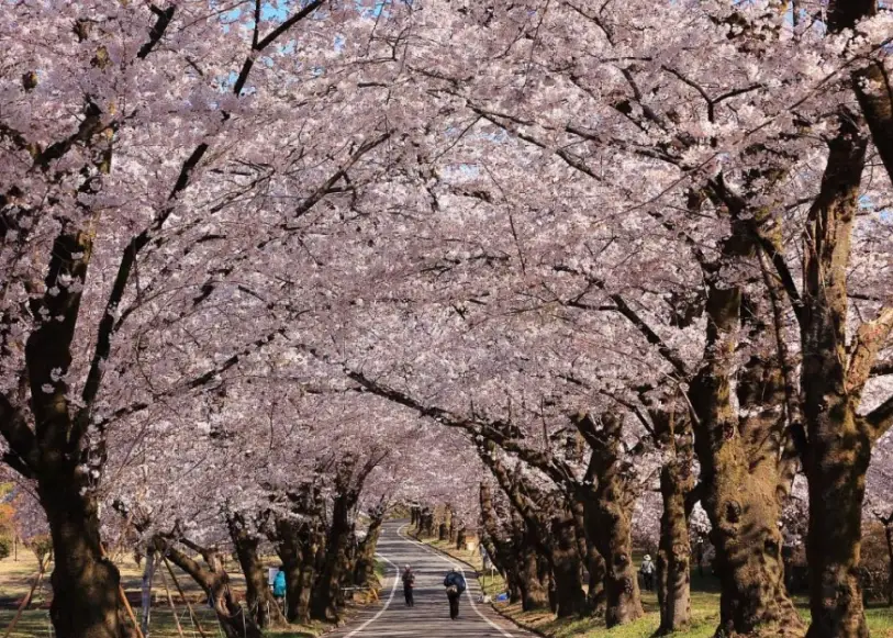輕井澤賞櫻 輕井澤賞櫻