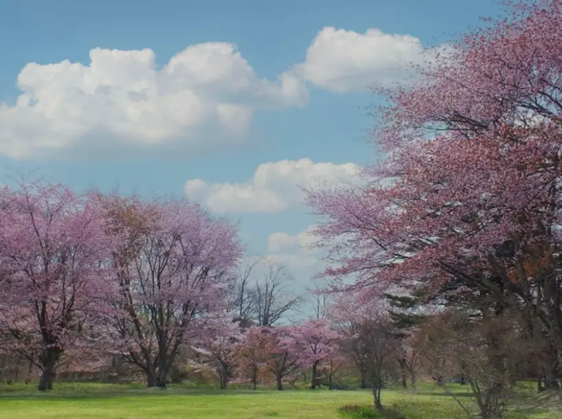 輕井澤櫻花 輕井澤櫻花