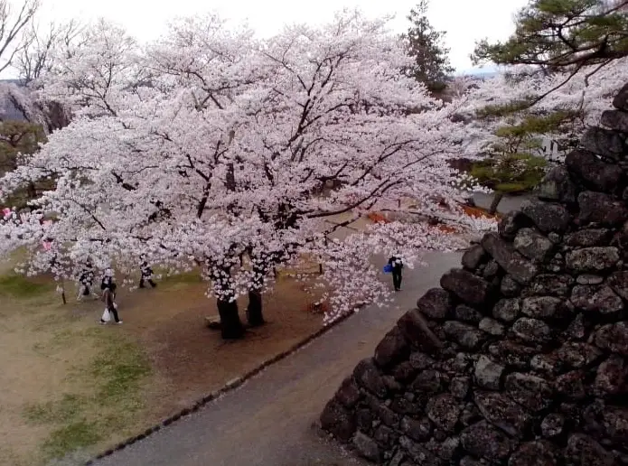 輕井澤賞櫻 輕井澤賞櫻