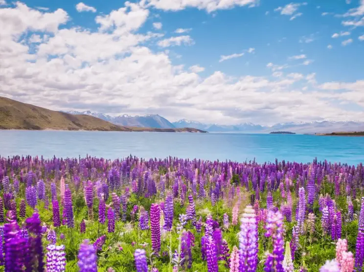 新西蘭自駕行程 新西蘭自駕行程