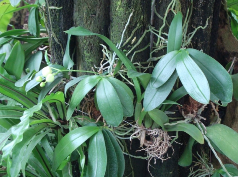 蘭花養護 蘭花養護