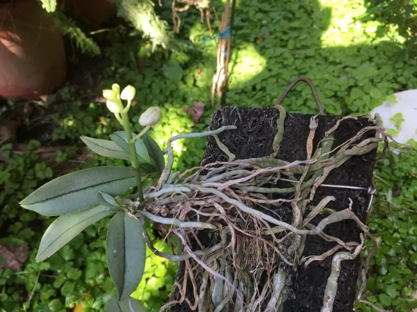 氣根可以剪嗎 氣根可以剪嗎