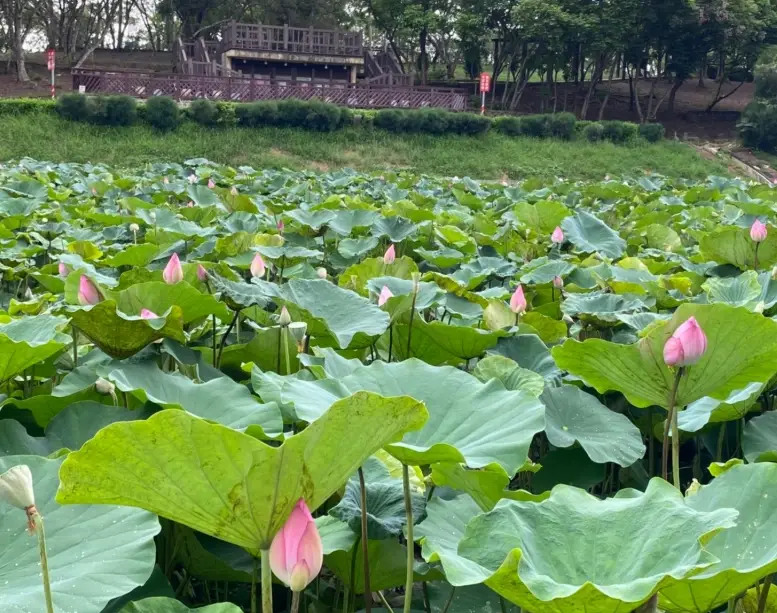 白河蓮花 白河蓮花