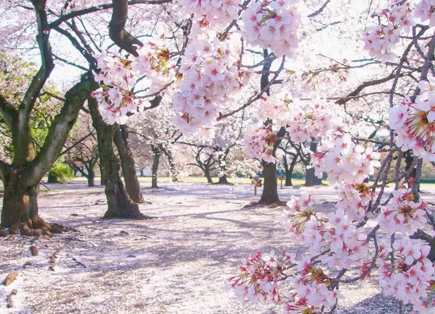 櫻花預測 櫻花預測