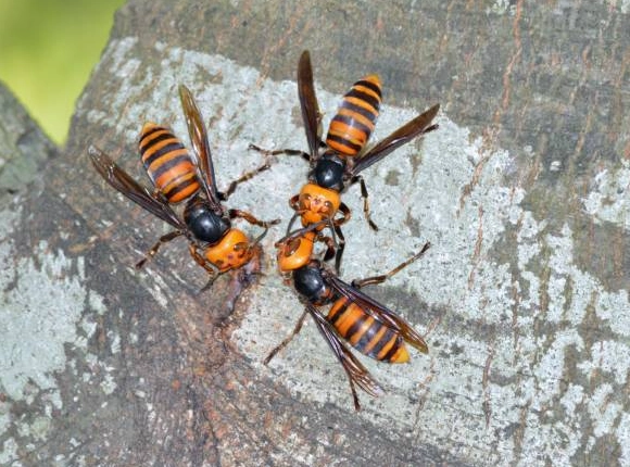 虎頭蜂