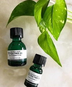 茶樹精油怎麼選 茶樹精油怎麼選