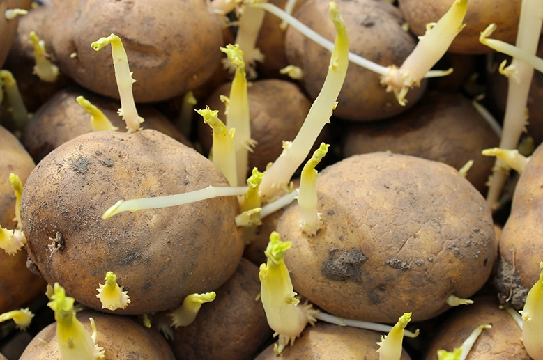 馬鈴薯發芽 馬鈴薯發芽