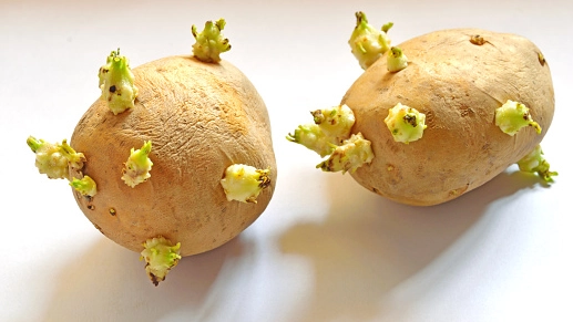 馬鈴薯發芽 馬鈴薯發芽