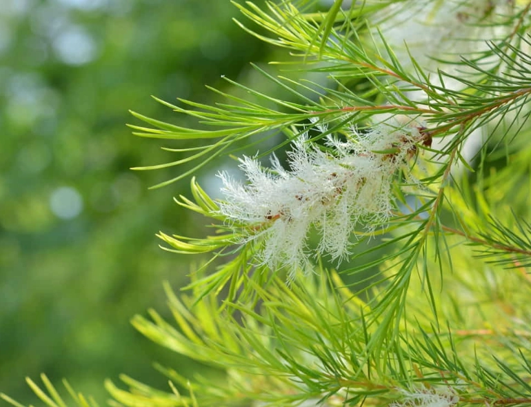 茶樹精油 灰指甲