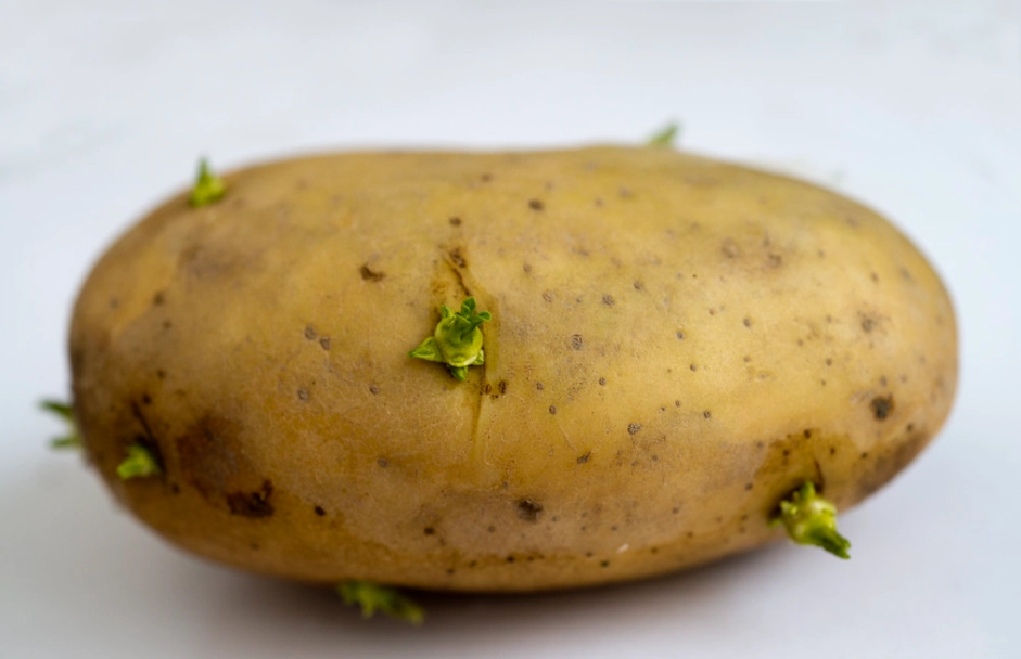 發芽馬鈴薯處理 發芽馬鈴薯處理