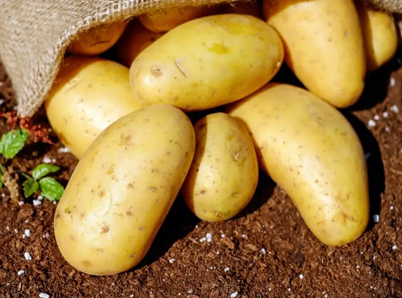 發芽馬鈴薯處理 發芽馬鈴薯處理