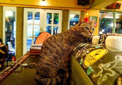 捷運紅線咖啡廳