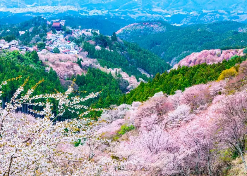 日本賞櫻景點推薦
