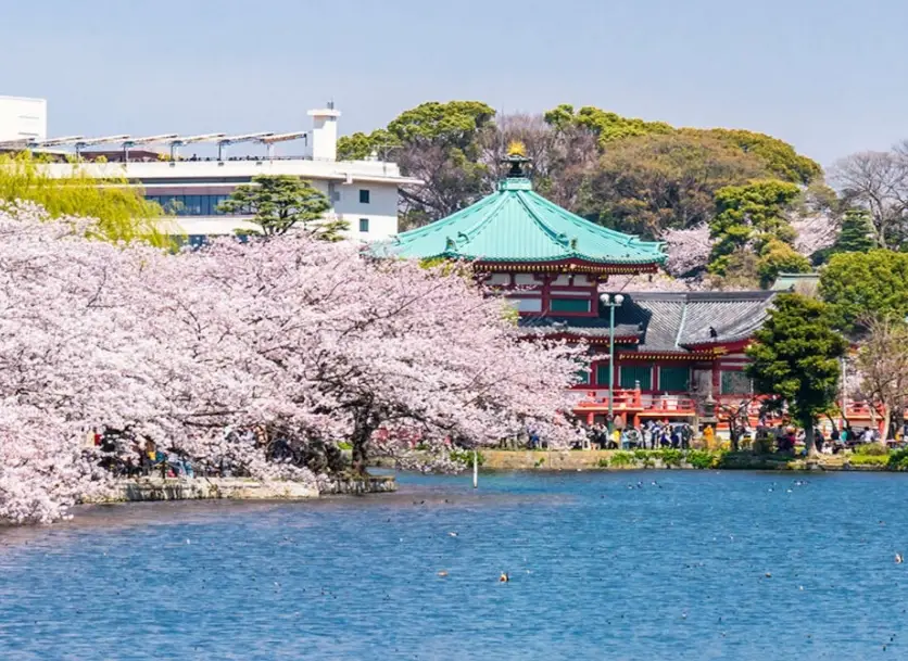 日本賞櫻景點推薦