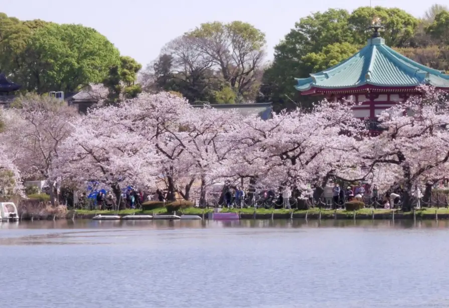 日本賞櫻景點推薦