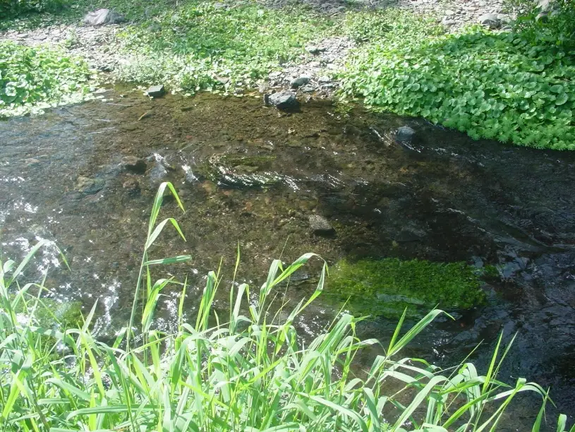 屏東五溝水景點全攻略｜濕地生態與客家聚落的深度漫遊