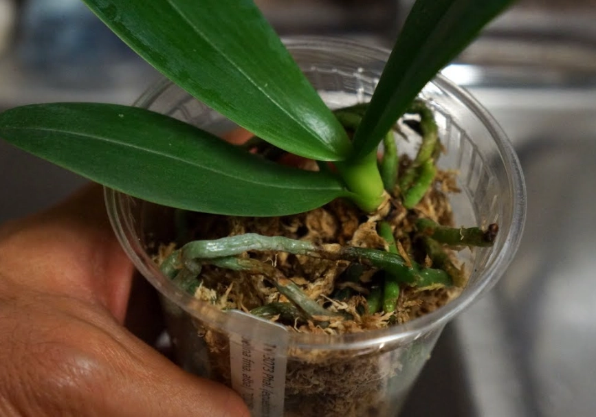 兰花开花后养护